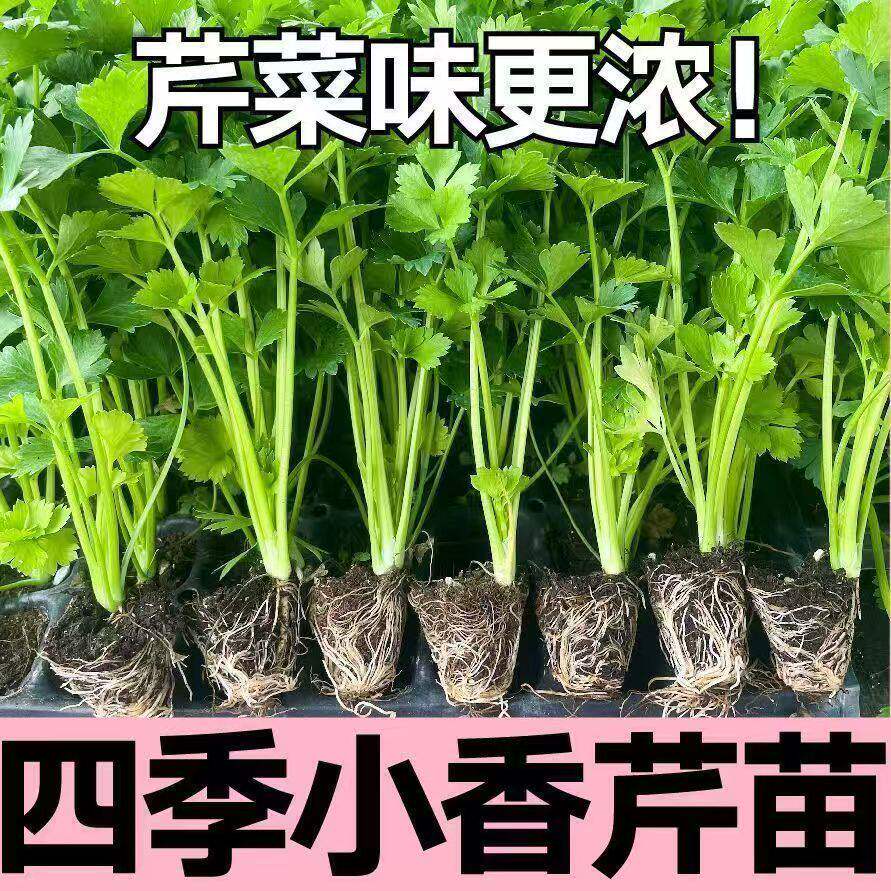正宗芹菜苗小香芹蔬菜苗芹菜秧苗西芹苗芹菜根苗包邮盆栽阳台种植
