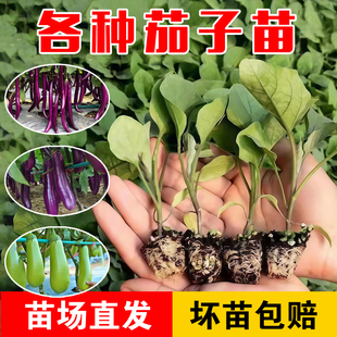 茄子秧苗带土紫青茄子苗黑紫长切杭茄一号线圆茄盆栽蔬菜苗