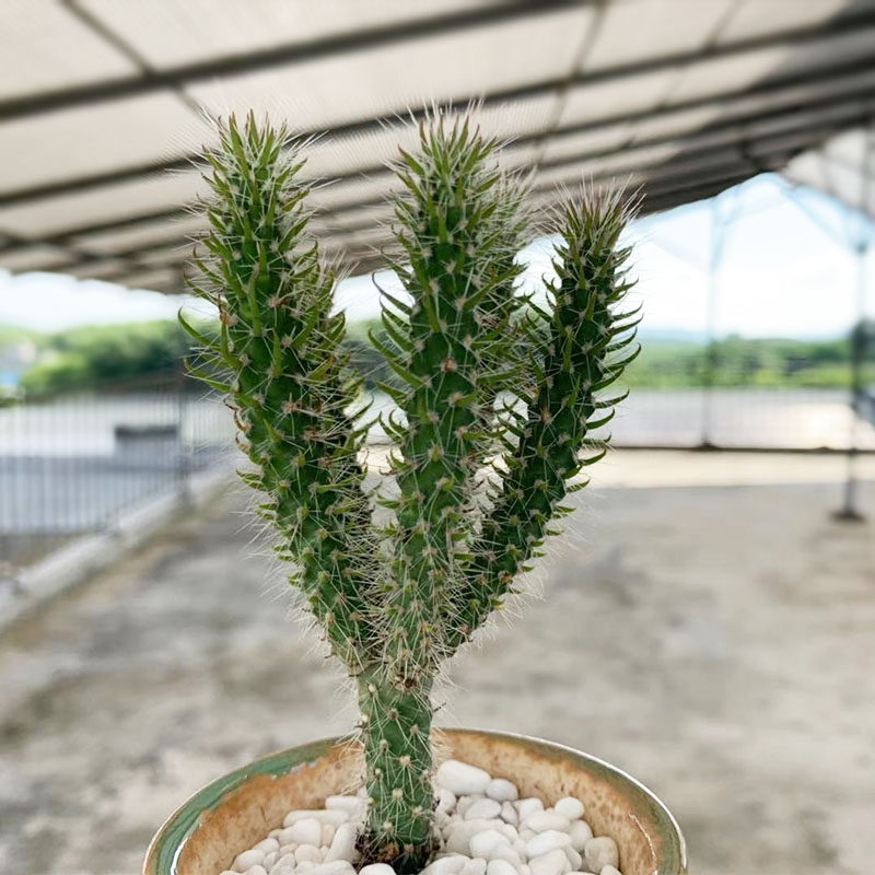 仙人树松鼠团扇仙人掌防辐射桌面花卉植物多肉耐养小盆栽净化空气