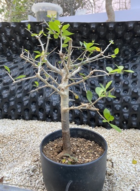 桃林橄榄没药Commiphora simplicifolia好养块根植物带盆栽好发货