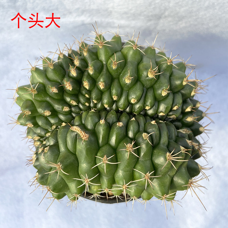 实生锦翠晃冠自然变异缀化一物一拍裸鄂球属多肉植物会开花仙人球