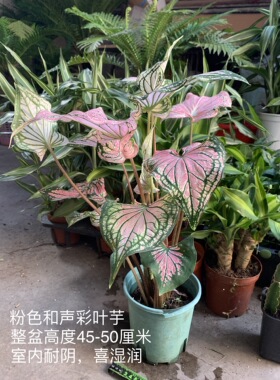 粉色和声彩叶芋治愈系的植物进口网红绿植室内耐荫好养观叶盆栽