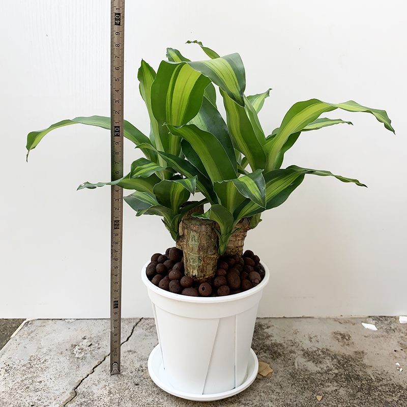 新款巴西木盆栽室内好养