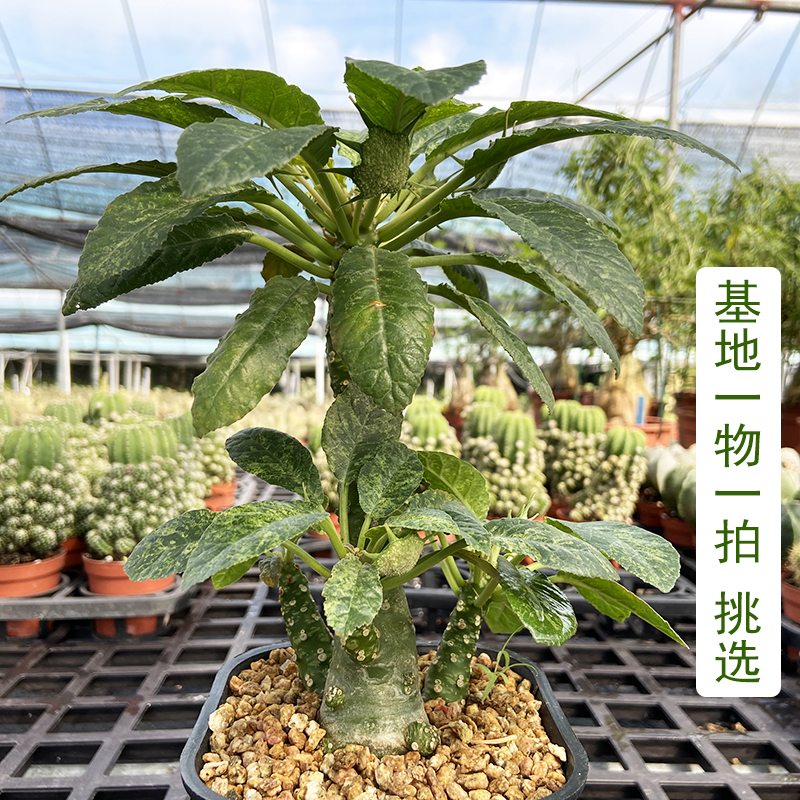 台湾好养植物奇趣稀有品种多肉