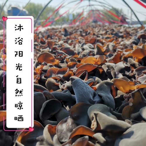 黑龙江头茬黑木耳肉厚碗耳