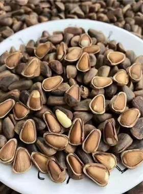 东北特产黑龙江伊春笨炒原味850颗粒大粒松子500克包邮