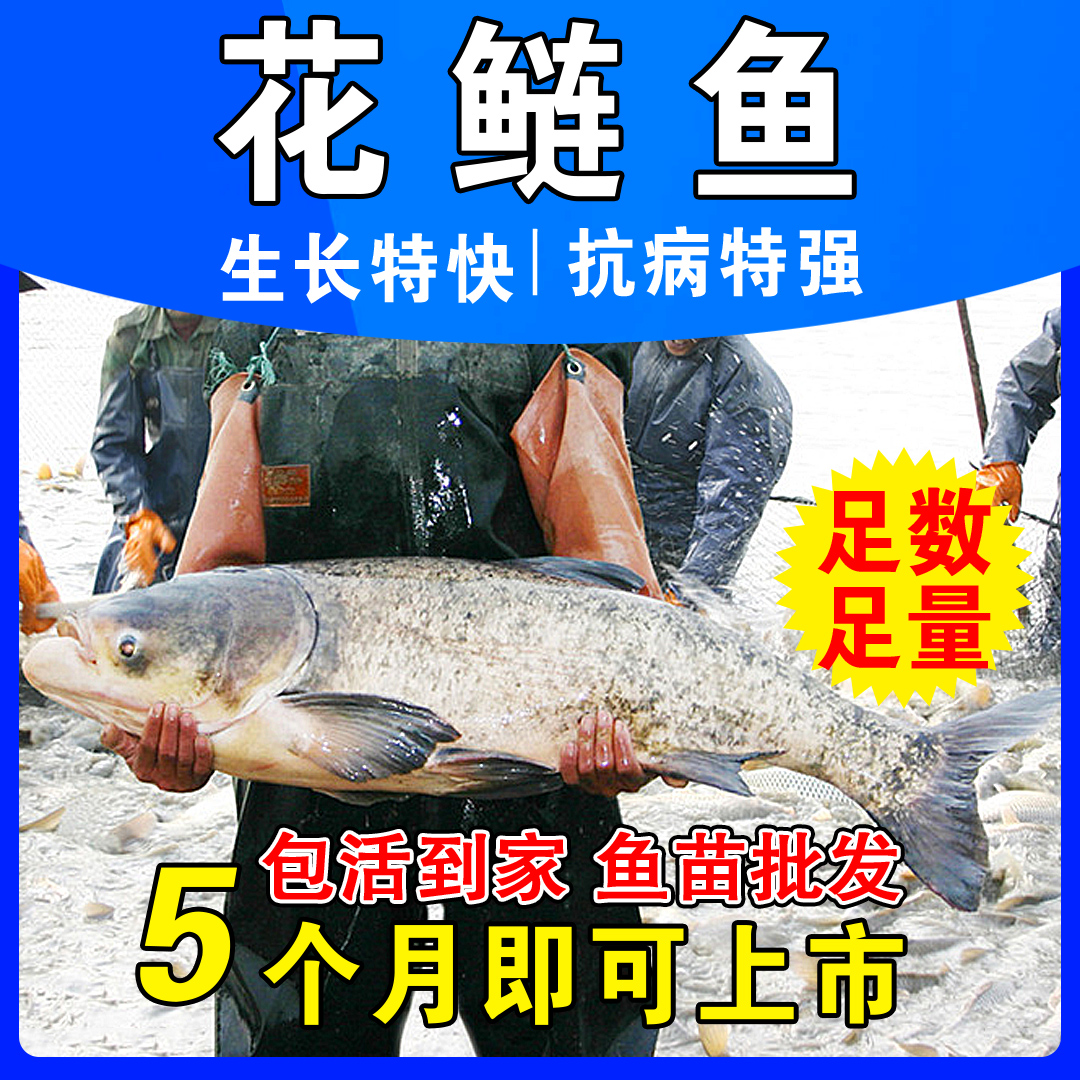 花鲢鱼苗淡水养殖大头鱼莲胖头鱼活体白鲢鱼鲫鱼本地草鱼苗黑皖鱼