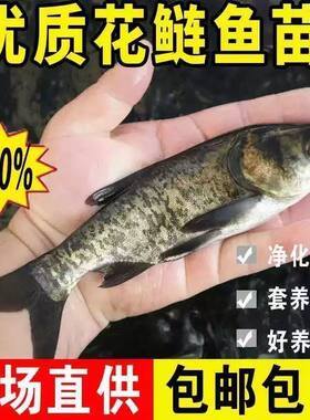 大花鲢鱼苗淡水好养殖大规格鲢鳙鱼苗胖头鱼雄鱼大头鱼苗草鱼包活