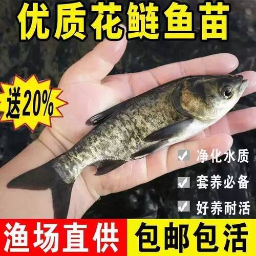 大花鲢鱼苗淡水好养殖大规格鲢鳙鱼苗胖头鱼雄鱼大头鱼苗草鱼包活