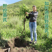 甘肃岷县纯黄芪片特级野黄芪500克g 天然北芪茶黄氏泡水 包邮