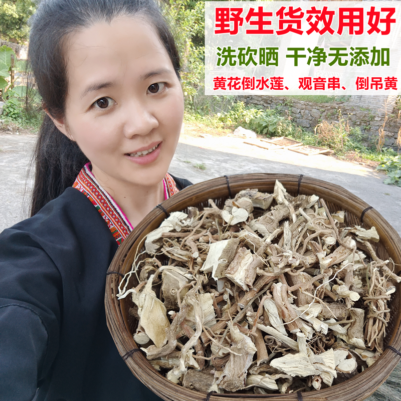 山里野生黄花倒水莲 观音串 倒吊黄根 黄花大远志倒吊王 500g包邮