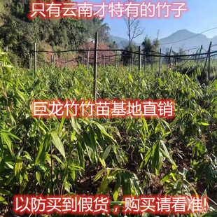 大型巨龙竹 种子苗 巨龙竹竹苗庭院室内外种植基地直销特价