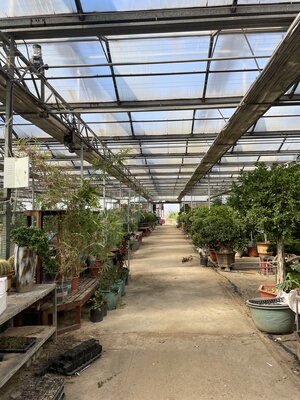 天竺葵直播专属链接 非直播