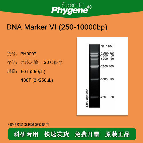 DNA Marker (250-10000bp) 100T [PH0007 PHYGENE]
