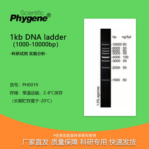 核酸电泳DNALadder1000-10000