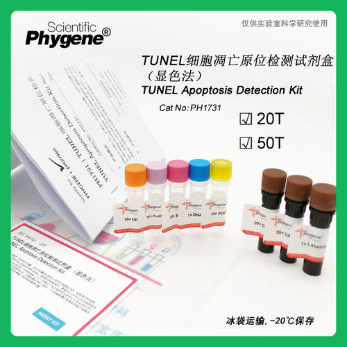 TUNEL细胞凋亡原位检测试剂盒-显色法 细胞检测 [PH1731 PHYGENE]