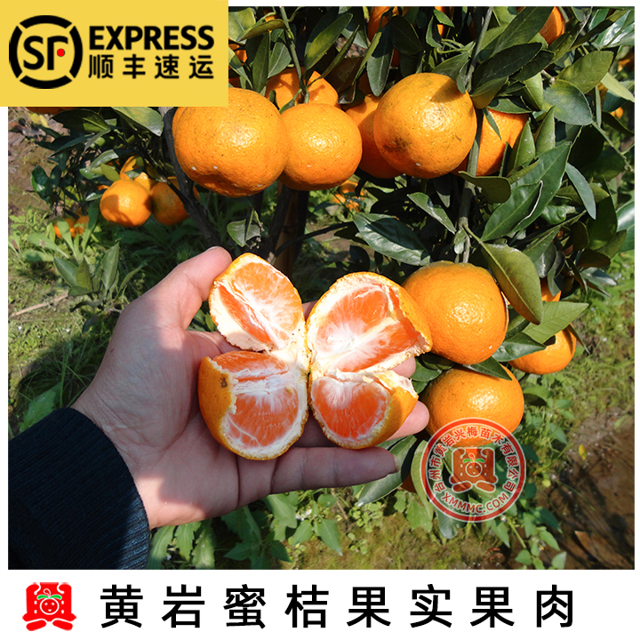 精品正宗黄岩蜜橘桔子别墅树苗