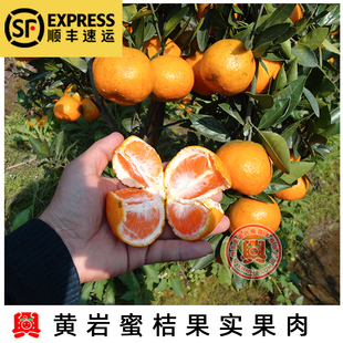 移植苗正宗黄岩蜜橘桔涌泉蜜桔 宫川蜜桔苗移栽苗