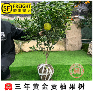 3年春香桔柚嫁接苗移植苗黄金贡柚也叫香山青柑橘树苗桔蜜桔