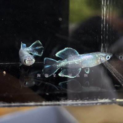速发观财青鳉冷水鱼苗锦鳉观赏鱼球体稀活物鱼罕活物好养招背迷你