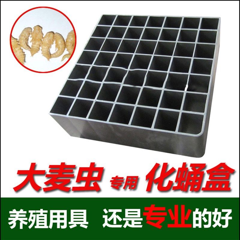 速发大麦虫化子盘包粉虫化蛹盒化蛹格化蛹杯化蛹筒面包虫养殖盒蛹