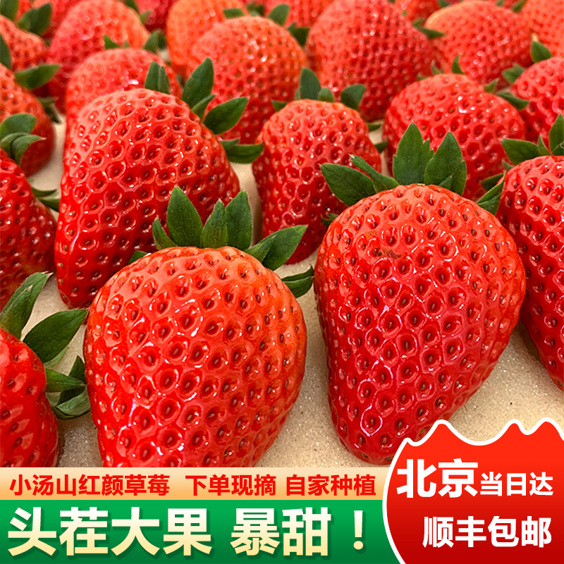 头茬草莓北京小汤山红颜奶油草莓礼盒装同城现摘草莓顺丰包邮