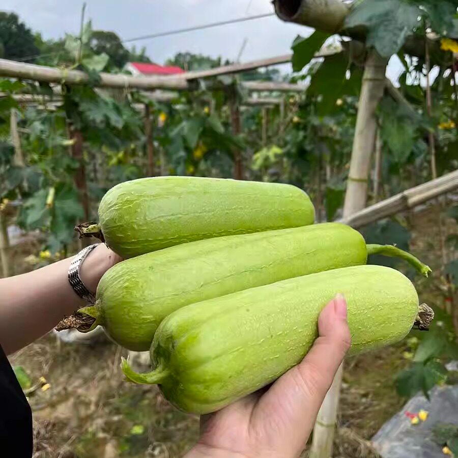 顺丰包邮丝瓜湖南农家现摘现发白玉丝瓜肉丝瓜应季蔬菜