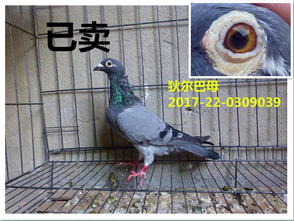 鸽子 赛鸽 信鸽 种鸽 幼鸽 成绩鸽 天落鸟 血统鸽 活体 狄尔巴母