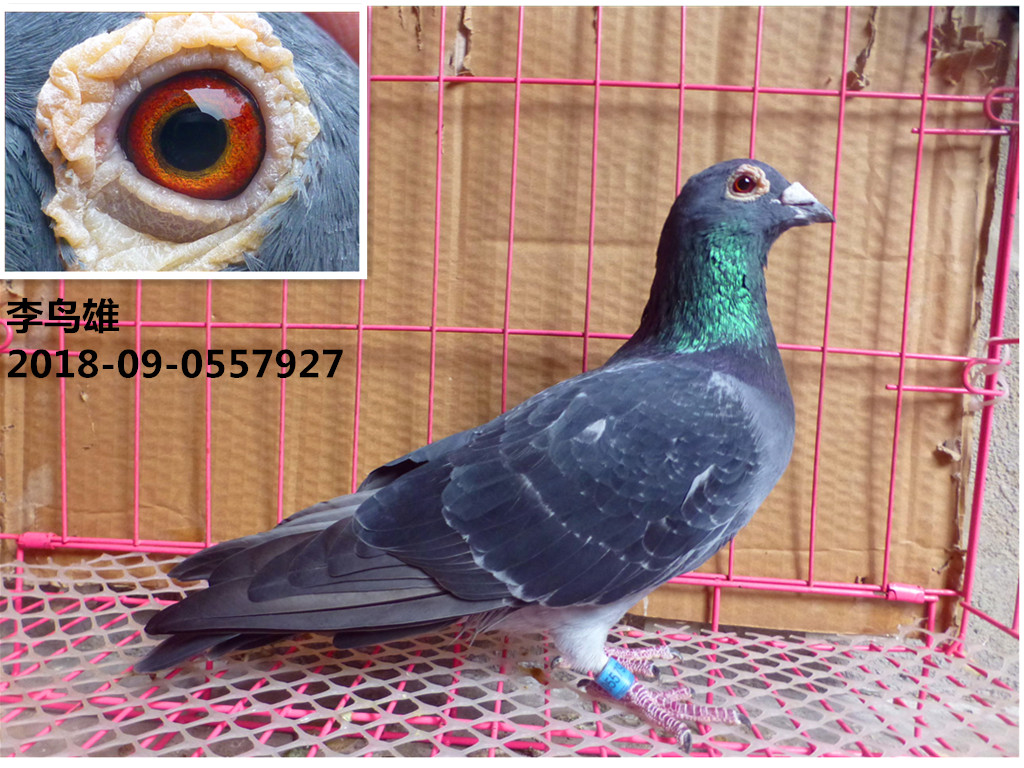 鸽子 赛鸽 信鸽 种鸽 幼鸽 成绩鸽 天落鸟 血统鸽 活体----李鸟雄
