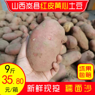 红皮黄心土豆山西岚县土豆新鲜现挖农家种植无化肥羊粪马铃薯9斤