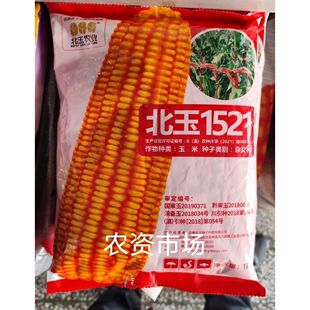 北玉1521玉米种子壳深紫色白轴籽粒黄色 抗倒伏抗病 高产
