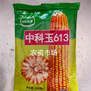 中科玉613大田矮秆棒大白轴杂交饲料玉米种子半马齿 产量高