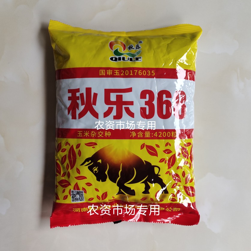 秋乐368南北方紫叶大棒春夏播大全玉米种子高产量紫杆抗倒