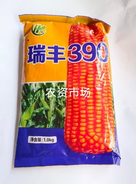 【热卖原装】瑞丰390杂交玉米种子 白轴 抗倒矮杆高产大田春夏播