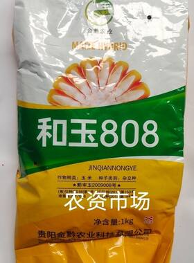 和玉808杂交饲料玉米种子 半马齿形穗轴白 抗病抗倒伏 高产