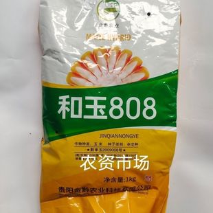 和玉808杂交饲料玉米种子 半马齿形穗轴白 抗病抗倒伏 高产