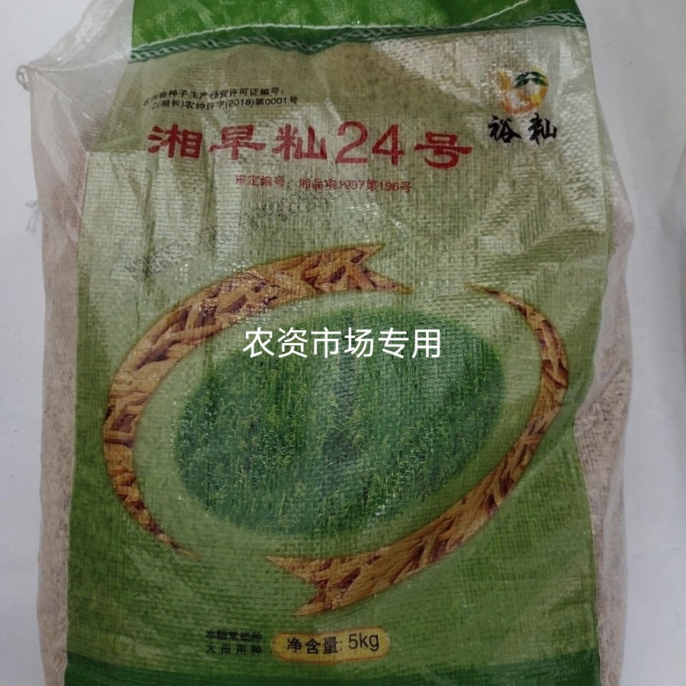 湘早籼24号早稻种子抗倒湘早灿45号常规双季早稻折福七号圆粒高产