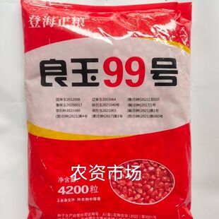 【热卖】登海良玉99号国审玉米种子 穗轴红色 抗病抗倒伏 高产