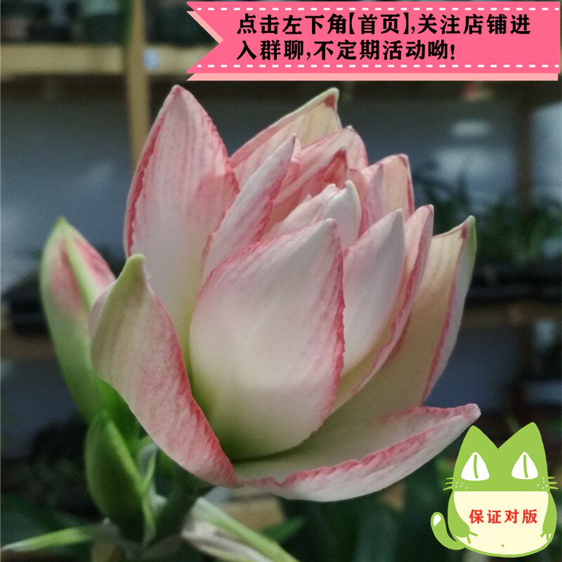 花朱顶红素材模板 花朱顶红图片下载 小麦优选