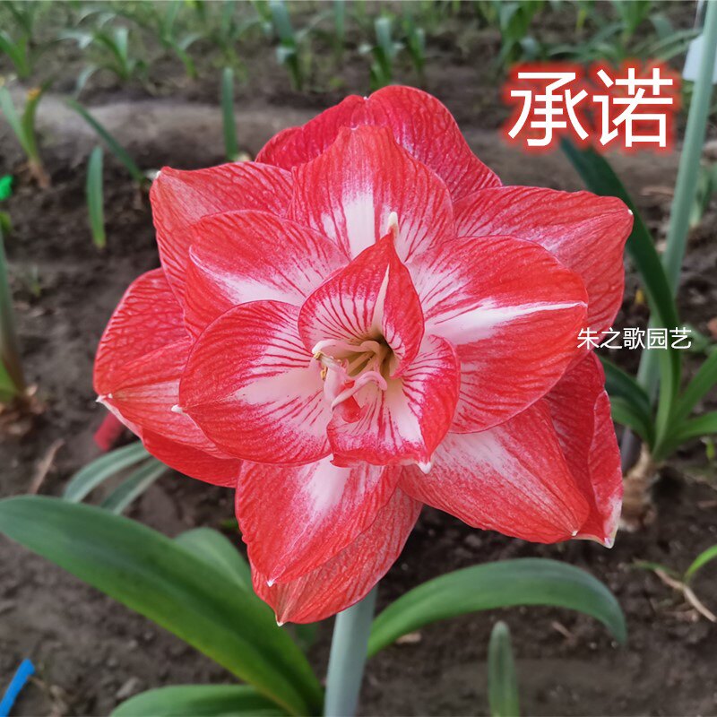 绝版大花重瓣朱顶红  【承诺】