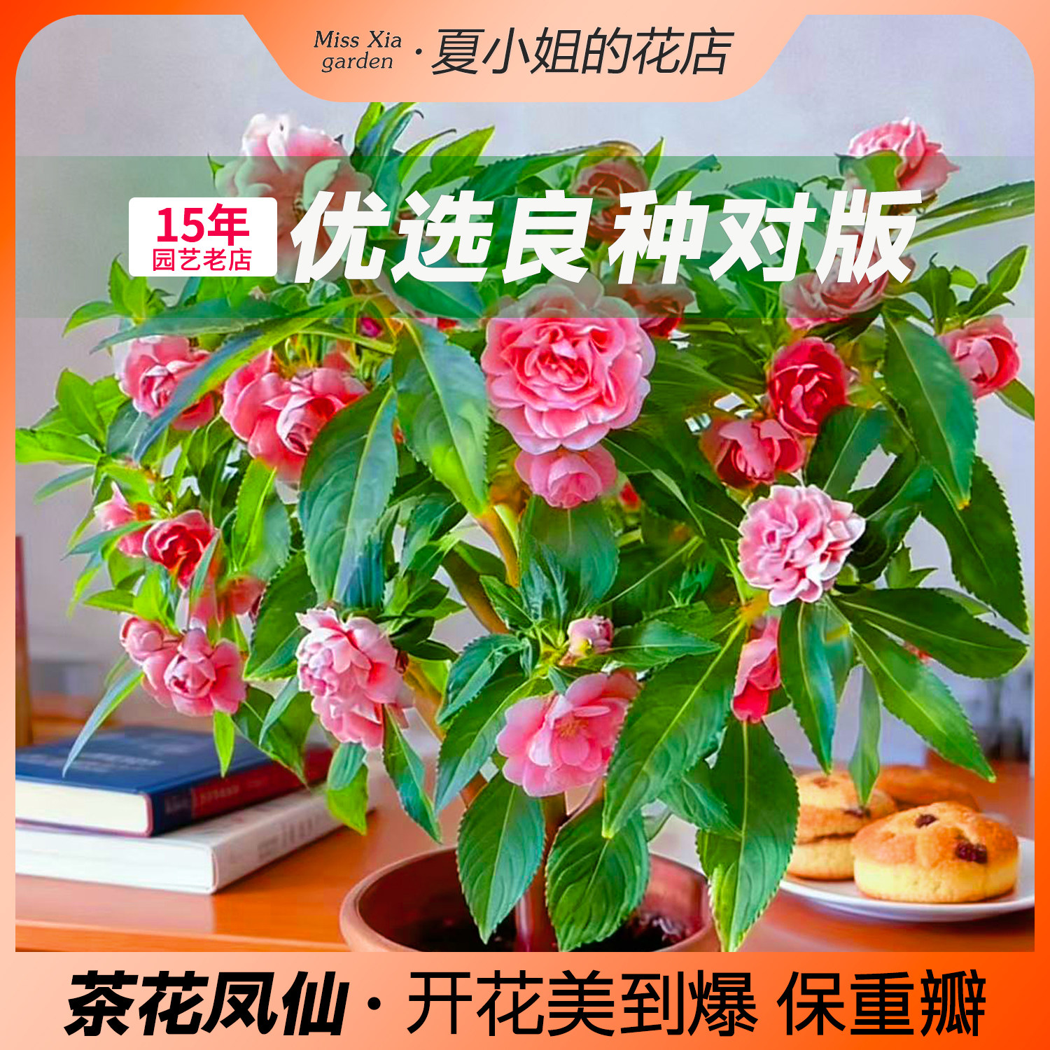 夏小姐的花店*茶花重瓣凤仙花种子室内易种易活耐热耐寒阳台室外