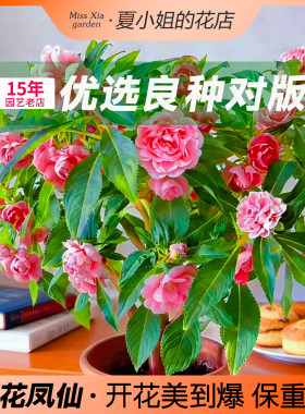 夏小姐的花店*茶花重瓣凤仙花种子室内易种易活耐热耐寒阳台室外