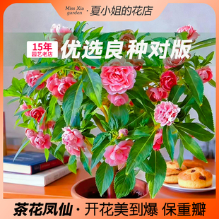 夏小姐的花店*茶花重瓣凤仙花种子室内易种易活耐热耐寒阳台室外