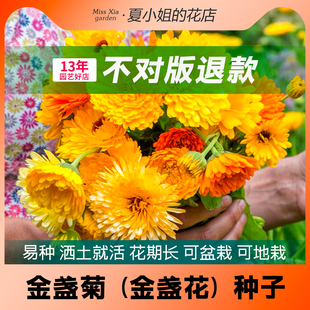 夏小姐的花店*金盏菊花易种易活阳台室内花园盆地栽植物花种子