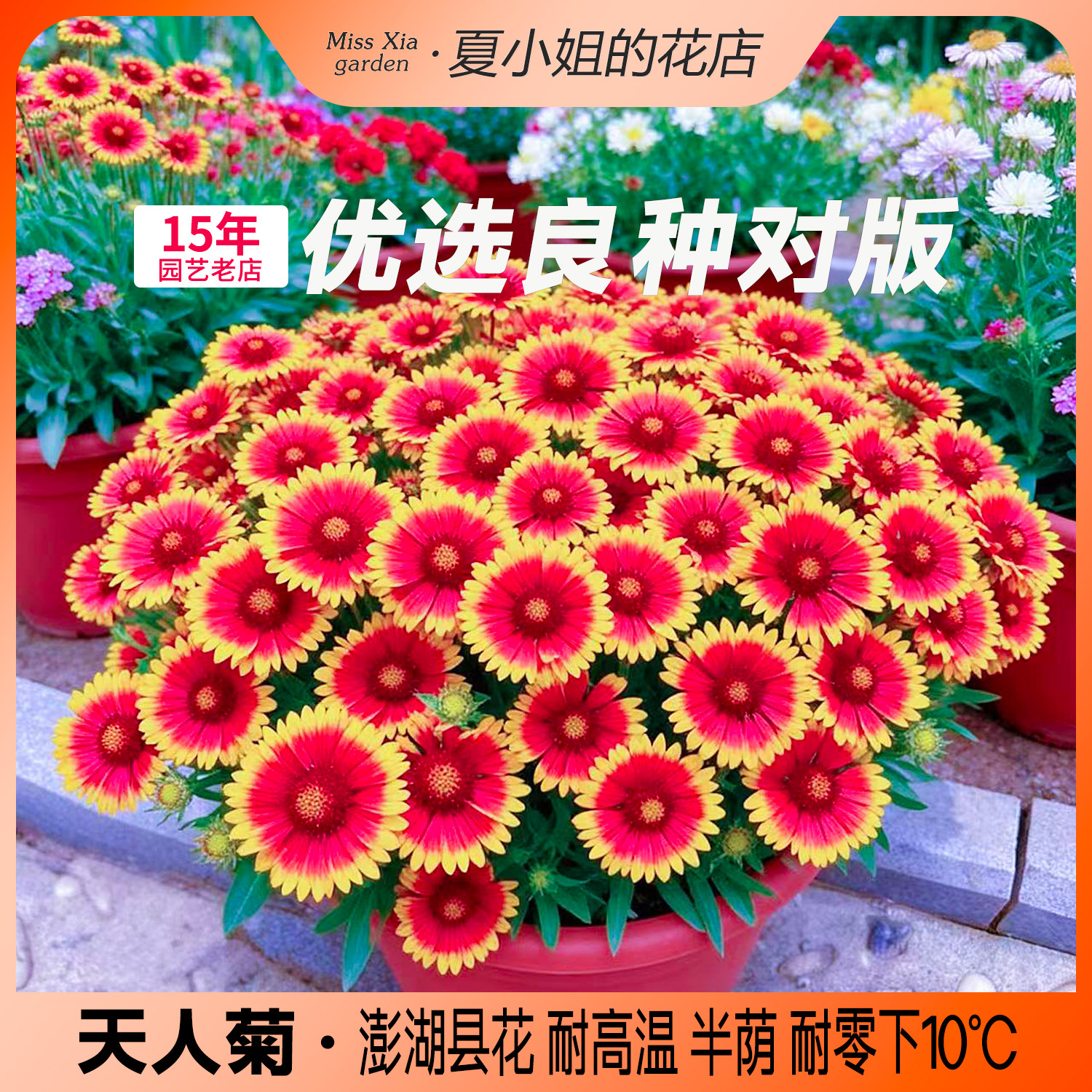 夏小姐的花店*天人菊四季开花耐热耐寒多年生花卉植物花籽花种子