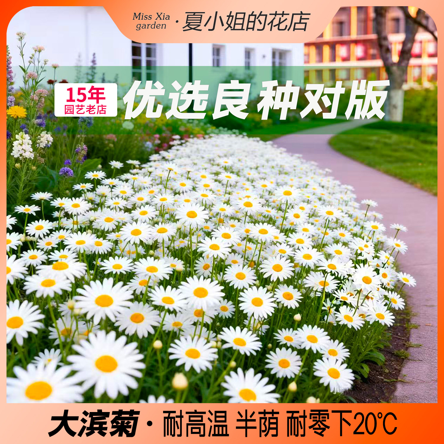 夏小姐的花店*大滨菊耐晒耐热耐寒阳台易活盆栽新手芳香花籽种子