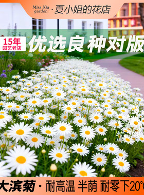 大滨菊西洋滨菊花海打造四季开