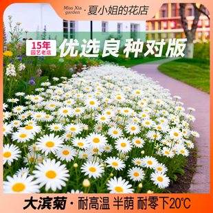 夏小姐的花店*大滨菊耐晒耐热耐寒阳台易活盆栽新手芳香花籽种子