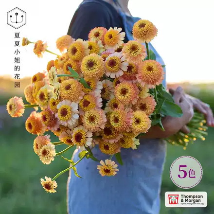 夏夏花店 Tm 新品 切花重瓣大花波斯菊进口格桑花种子耐寒四季种