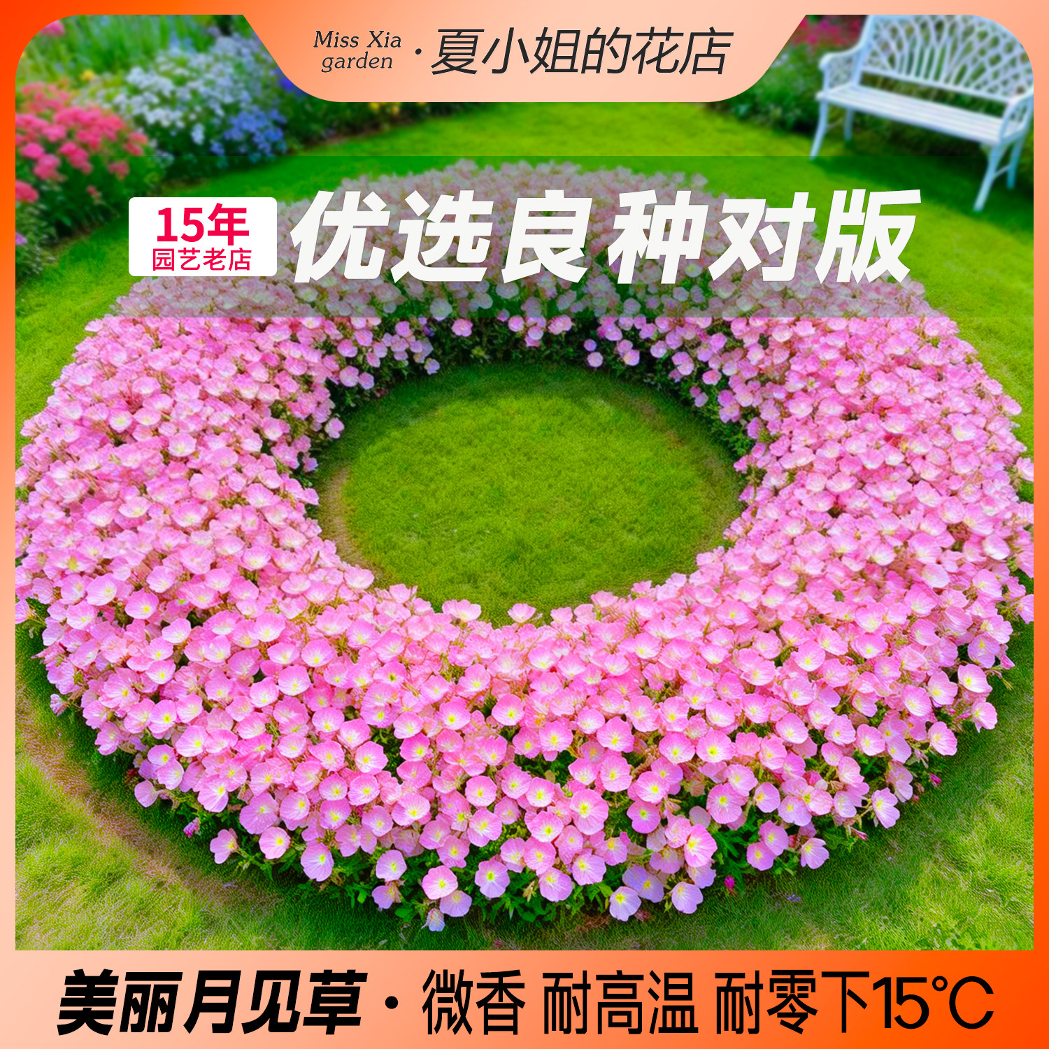 夏小姐的花店*夜来香美丽月见草耐晒热耐寒阳台盆栽多年生花种子